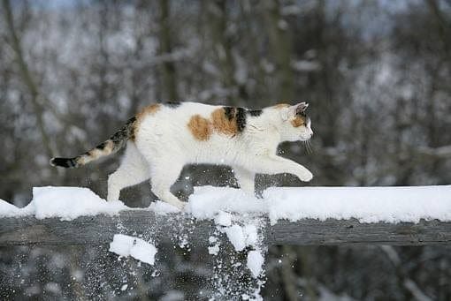 Warm for the Holidays: Weatherproofing Your Pet 1 warm for the holidays weatherproofing your pet