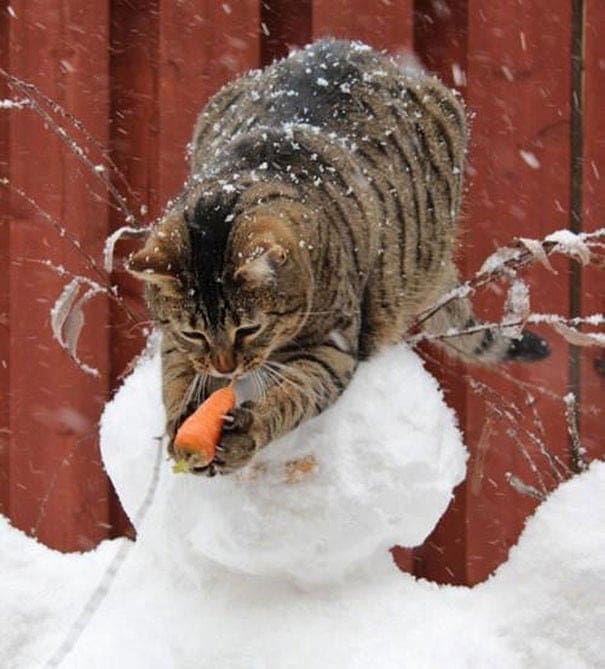 A Few Ways To Celebrate Pets This Holiday Season 1 a few ways to celebrate pets this holiday season