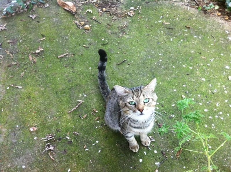 Caring for Feral and Stray Cats in Summer 1 caring for feral and stray cats in summer