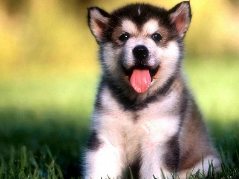 Choosing the right pet 1 why does my dog lick everything