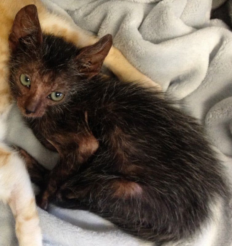 Wolf Cats Are On The Prowl: More About Lykoi 1 wolf cats are on the prowl more about lykoi