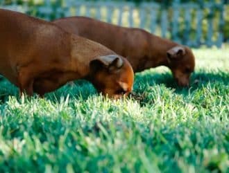 dog friendly backyard 2