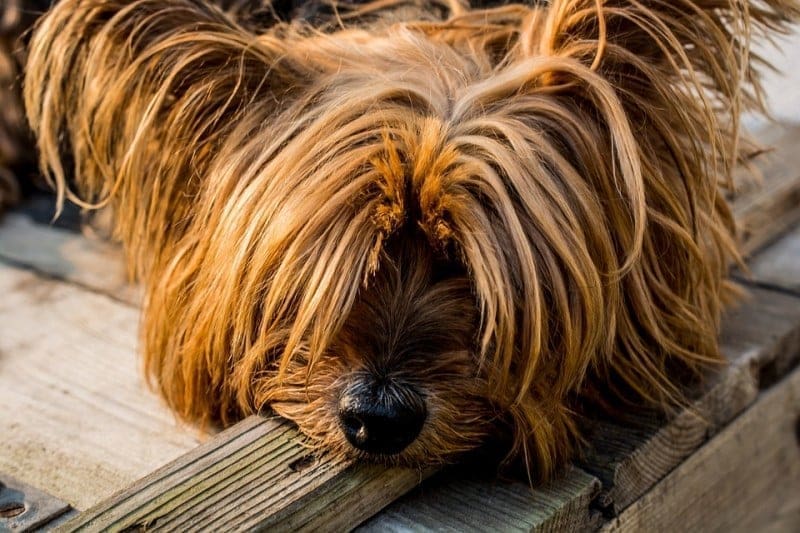 Things Every Pet Owner Should Know about Heartworms in Dogs 1 things every pet owner should know about heartworms in dogs