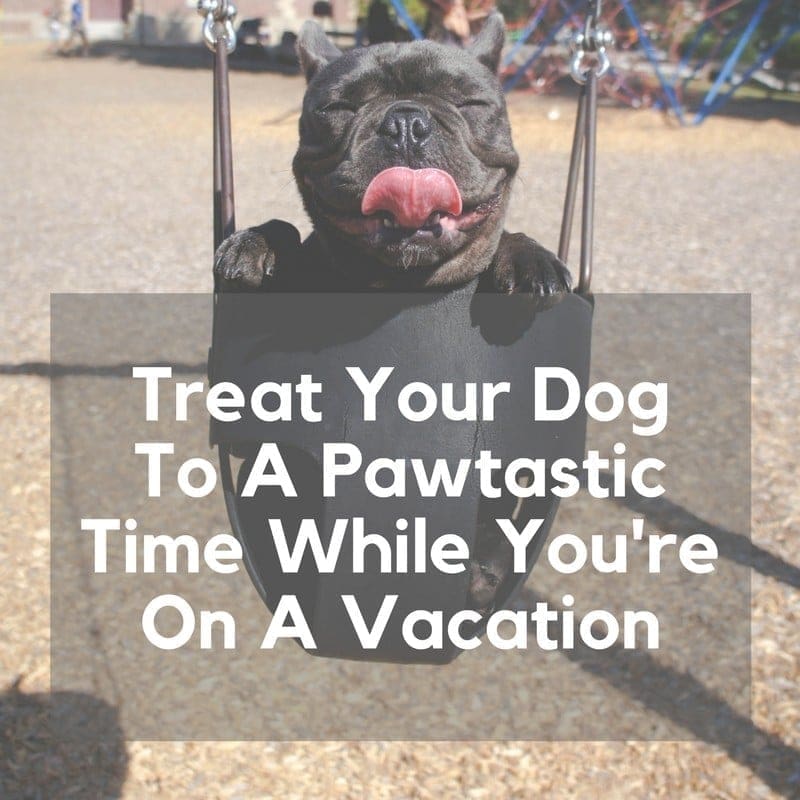 Treat Your Dog To A Pawtastic Time While You're On A Vacation 1 treat your dog to a pawtastic time while you re on a vacation 11 1505178858