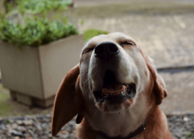 Why do dogs sneeze? 1 why does my dog sneeze
