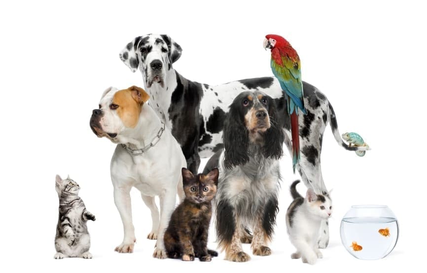 5 perfect pets for college students