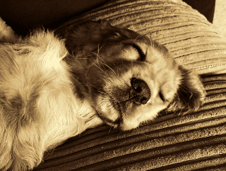 dog sleeping