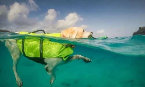 What You Should Look for in a Life Vest for Your Dog 1 What You Should Look for in a Life Vest for Your Dog