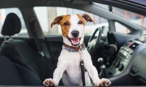 What To Know When Taking Your Pets on a Road Trip 1 What To Know When Taking Your Pets on a Road Trip