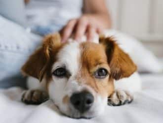 Pet Parenting: Unexpected Costs of Owning a Dog