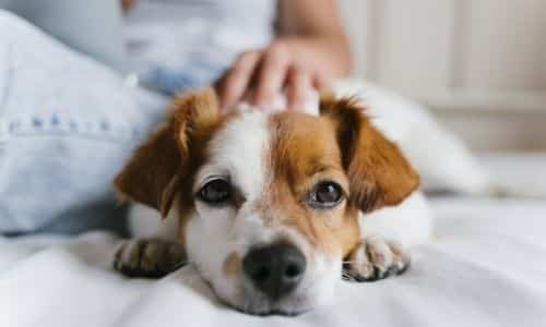 Pet Parenting: Unexpected Costs of Owning a Dog 1 Pet Parenting: Unexpected Costs of Owning a Dog