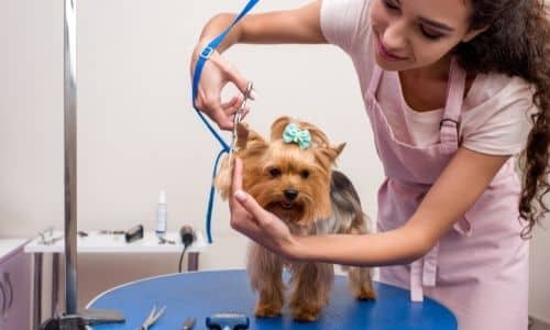 Choosing the Best Dog Groomer for Your Pup