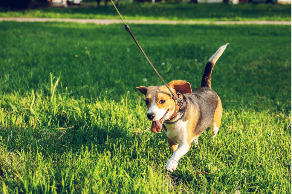 Start A Successful Pet-Based Business Today With This Guide 1 start a pet business