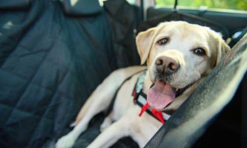 How To Dog-Proof Your Car for the Summer 1 How To Dog-Proof Your Car for the Summer