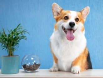 Tips for Creating a Unique Room for Your Pet