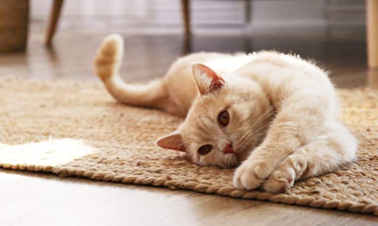 How To Prepare Your Home for Your New Furry Friend 1 How To Prepare Your Home for Your New Furry Friend