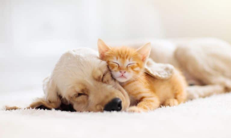 How To Make Your Home Safer for Your Pets 1 How To Make Your Home Safer for Your Pets