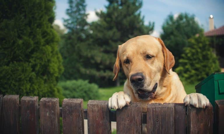 Building a Dog-Friendly Backyard Oasis: What To Know 1 Building a Dog-Friendly Backyard Oasis: What To Know