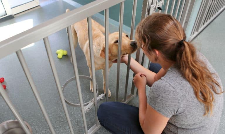 Common Red Flags When Choosing a Dog Daycare 1 Common Red Flags When Choosing a Dog Daycare