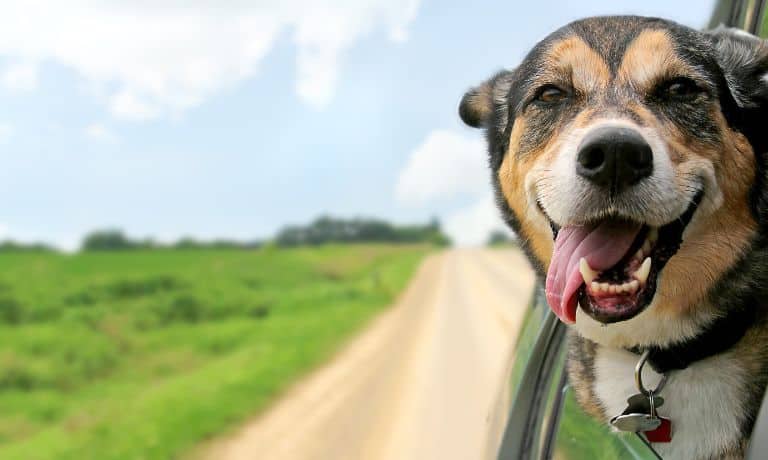 Ultimate Guide to Truck Driving With Your Pet 1 Ultimate Guide to Truck Driving With Your Pet