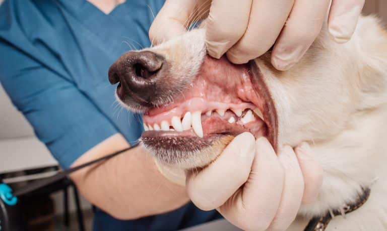 The 4 Most Common Health Problems in Dogs 1 The 4 Most Common Health Problems in Dogs