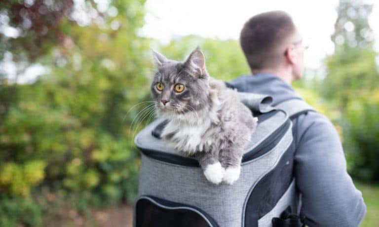 Adventure Kitty: Top Tips for Traveling With Your Cat 1 Adventure Kitty: Top Tips for Traveling With Your Cat