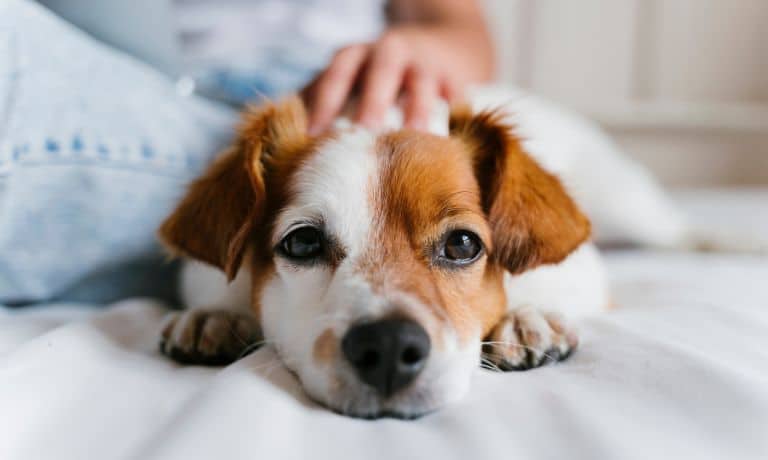 Hidden Pet Dangers All Owners Should Know 1 Hidden Pet Dangers All Owners Should Know