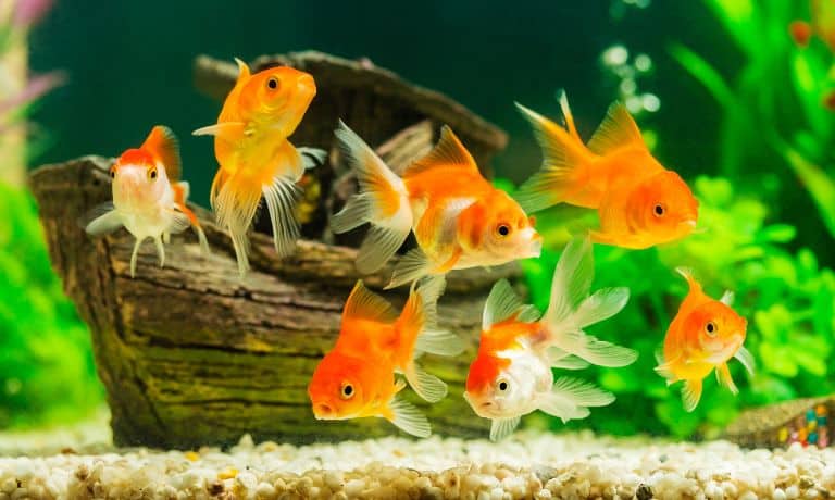Best Pets for Those Who Are Allergic to Fur 1 Best Pets for Those Who Are Allergic to Fur