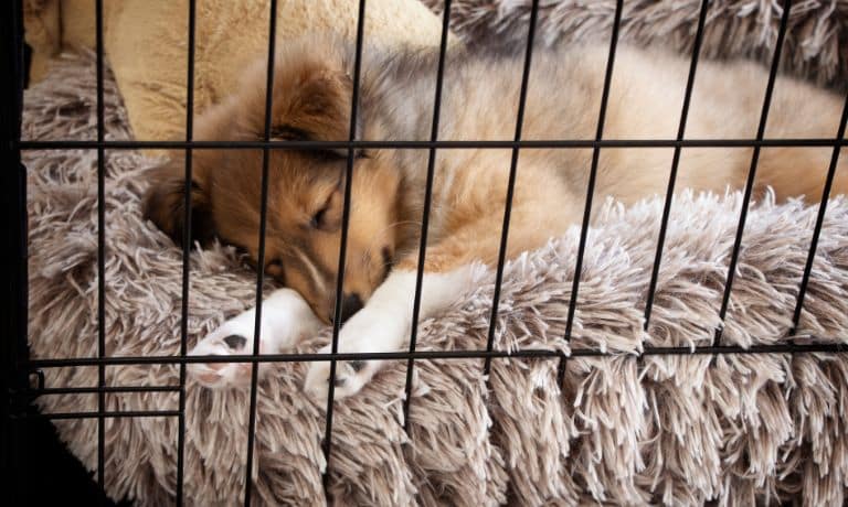 Important Reasons To Crate Train Your Puppy 1 GoodDogStore-178683-Crate-Train-Puppy-Image1.jpg