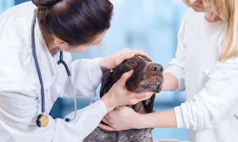 Best Ways To Protect Pets in Their Old Age 1 Best Ways To Protect Pets in Their Old Age