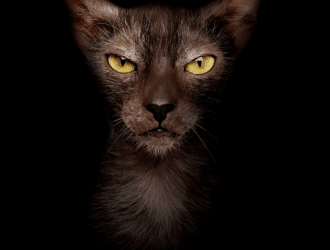 Lykoi or wolf cat
