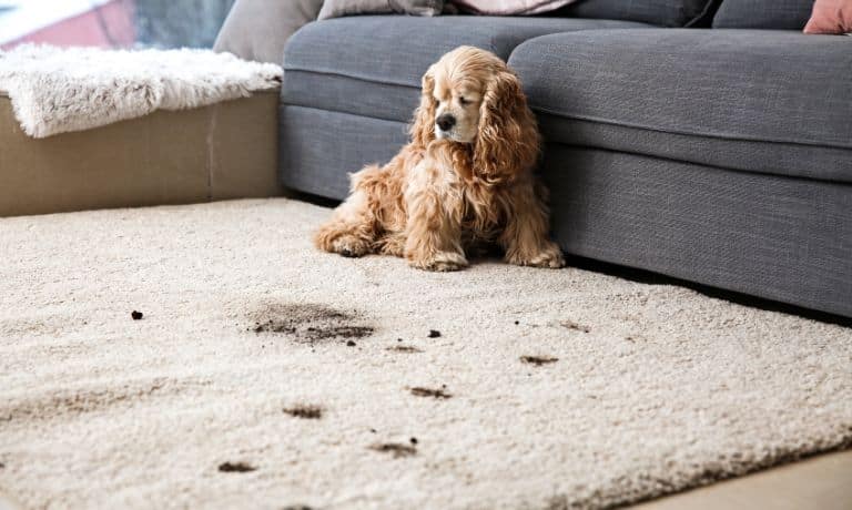 4 of the Most Common Carpet Cleaning Mistakes With Pets 1 4 of the Most Common Carpet Cleaning Mistakes With Pets