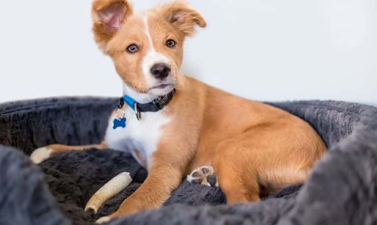 Things To Know Before Bringing Home a Puppy 1 Things To Know Before Bringing Home a Puppy