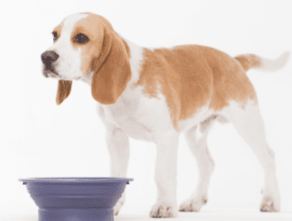 foods dog should not eat