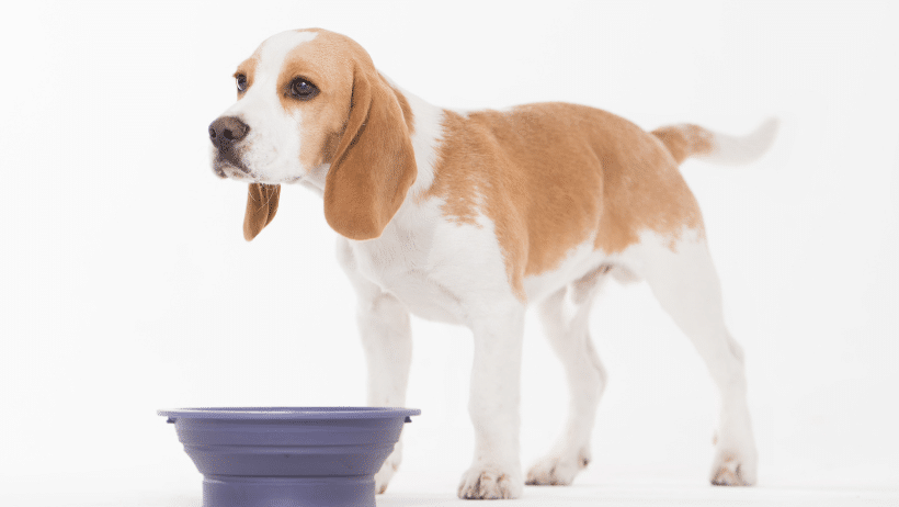 foods dog should not eat