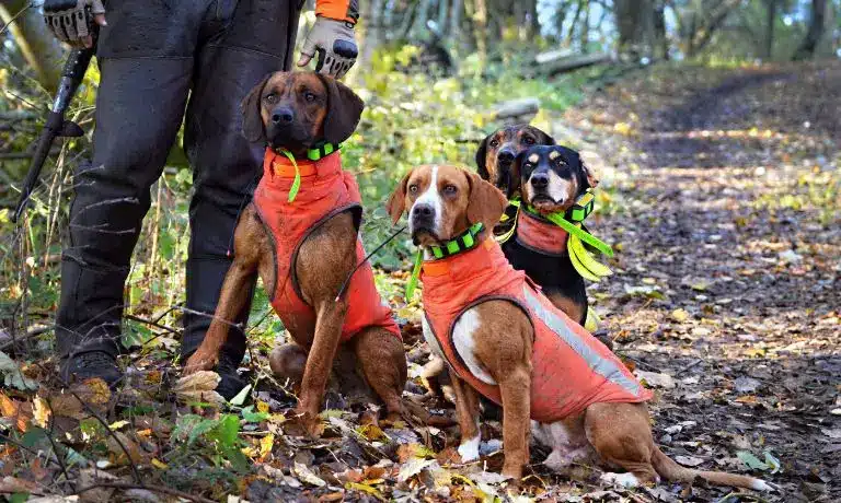 Essential Dog Hunting Gear You Should Know About 1 dogIDsLLC-239795-Dog-Hunting-Gear-image1.webp