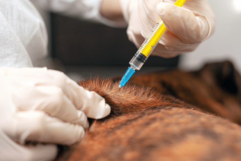 Understanding the 7-in-1 Dog Vaccination: A Comprehensive Guide 1 dog getting vaccinated