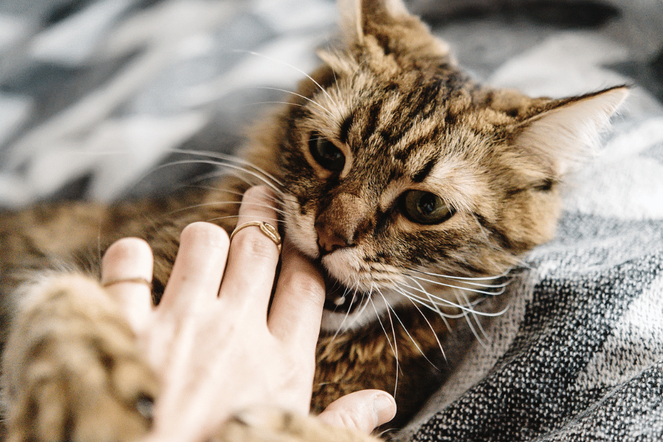 Understanding Cat Biting When Playing: A Comprehensive Guide 1 cat biting
