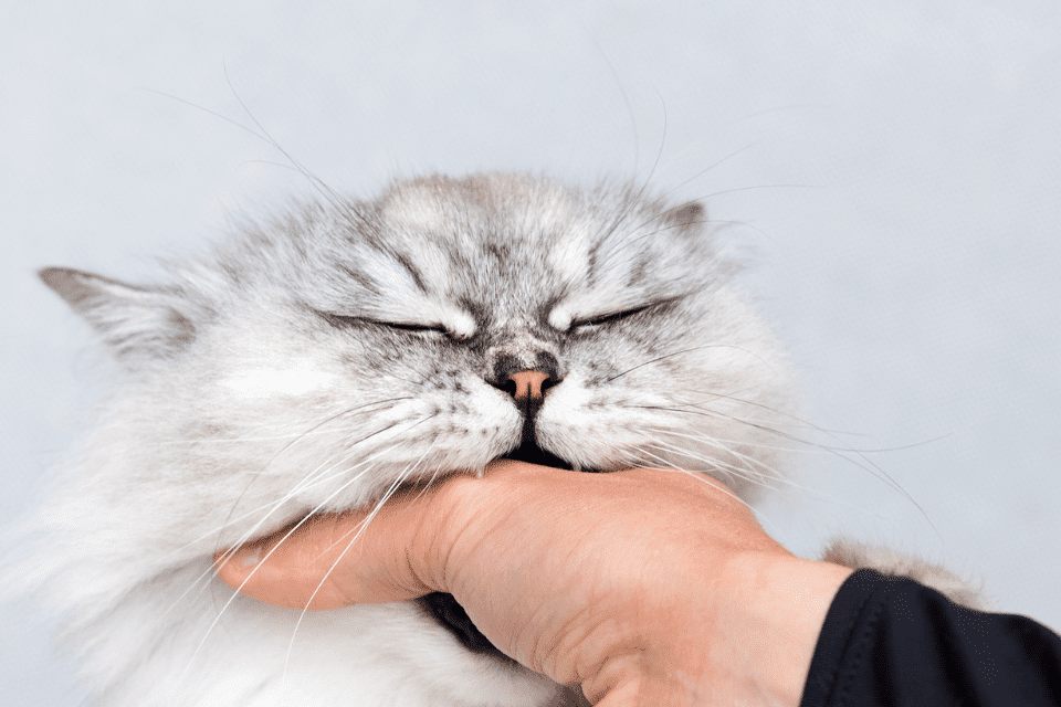 Understanding Cat Biting When Playing: A Comprehensive Guide 2 cat biting