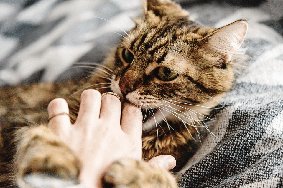 Understanding Cat Biting When Playing: A Comprehensive Guide 3 cat biting