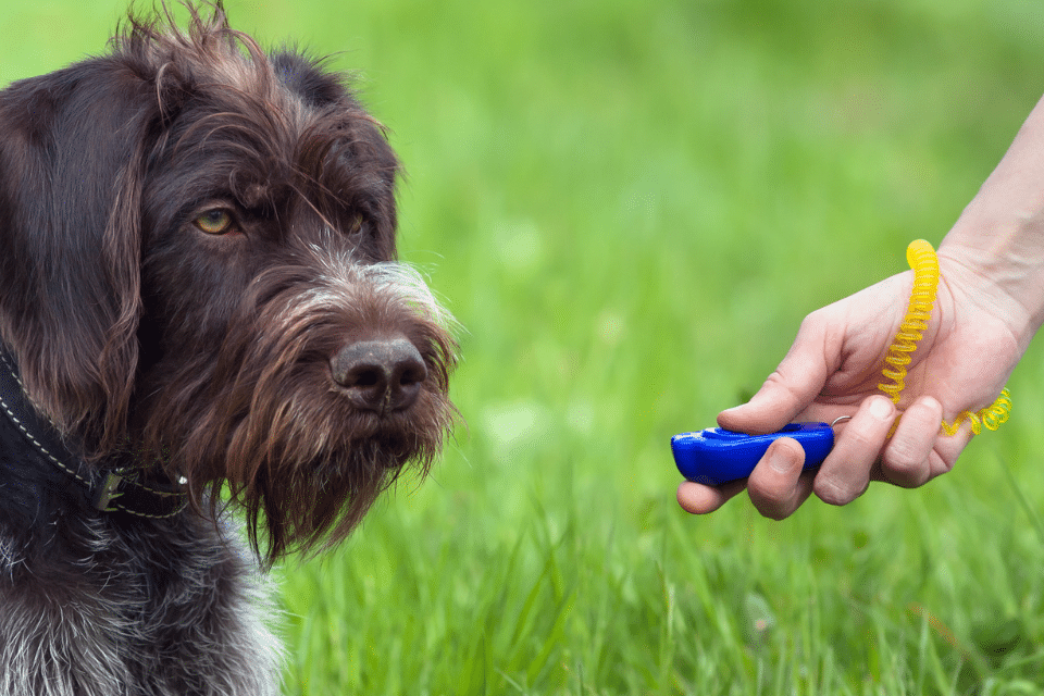 Understanding & Managing Dog-on-Dog Aggression: A Comprehensive Guide 5 dog playing