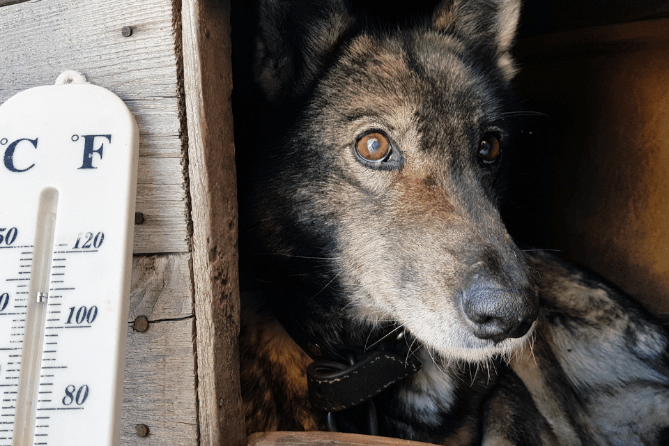 dog and doghouse 2 bbe