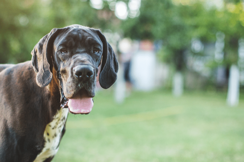 dog panting 