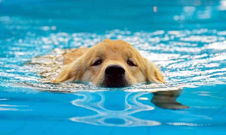 Summer Hazards You Need To Plan Around and Avoid for Pets 1 ParadiseLawn-232483-Summer-Hazards-Pets-Image1.jpg