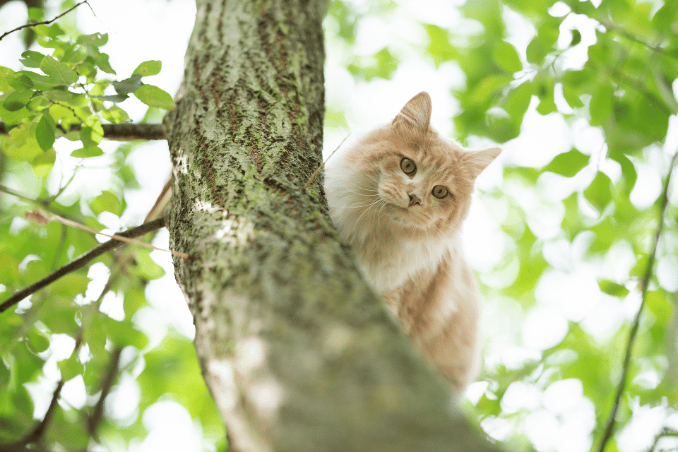 Are Money Trees Toxic to Cats? The Complete Guide for Feline-Friendly Plant Care 5 cat in tree
