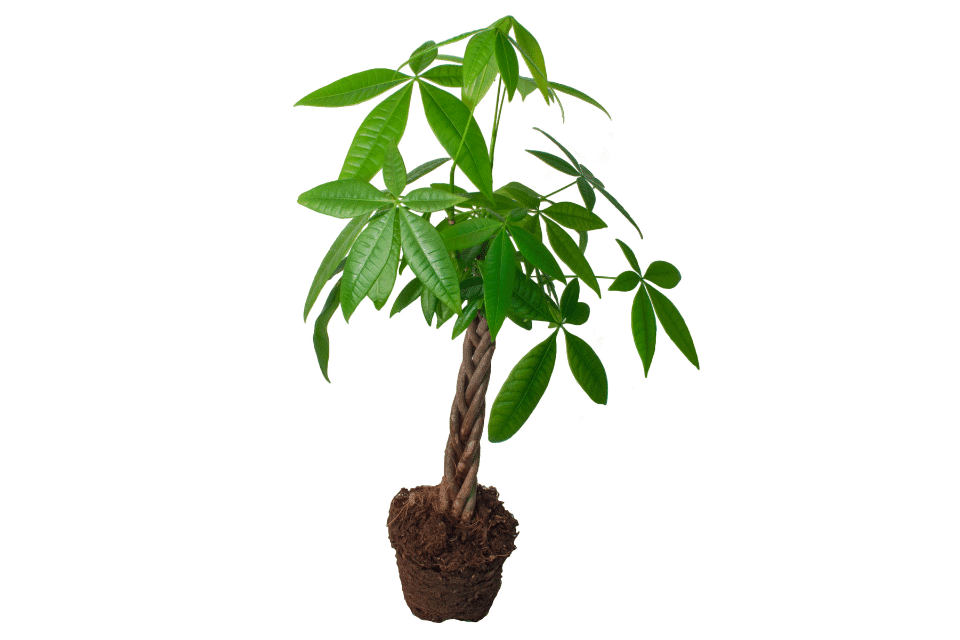 Are Money Trees Toxic to Cats? The Complete Guide for Feline-Friendly Plant Care 3 money tree