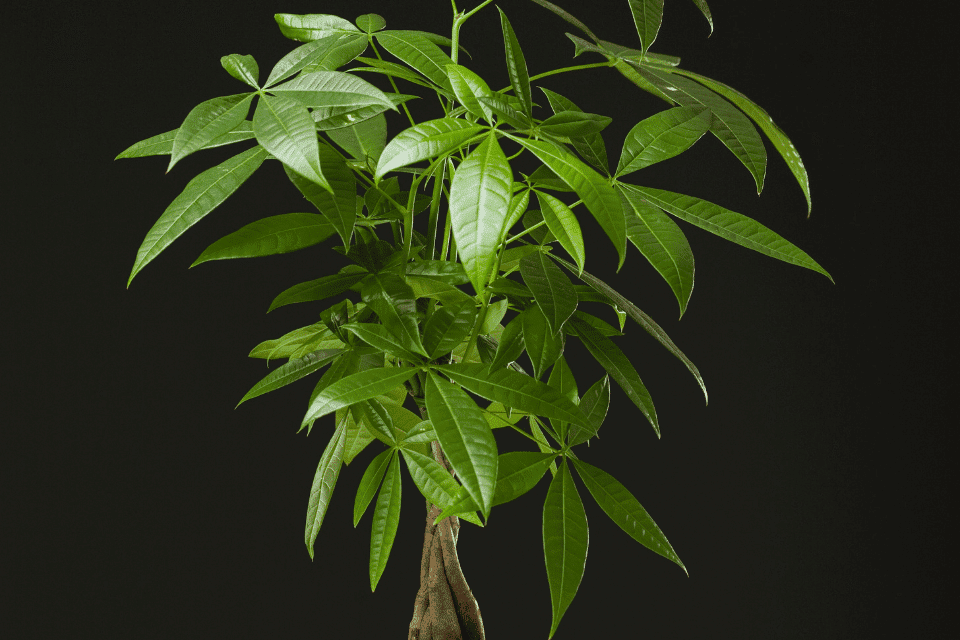 Are Money Trees Toxic to Cats? The Complete Guide for Feline-Friendly Plant Care 4 money tree