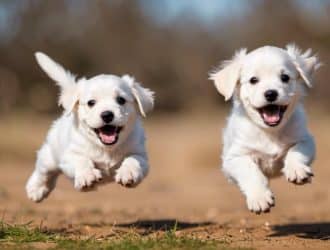 puppy excited peeing 53a