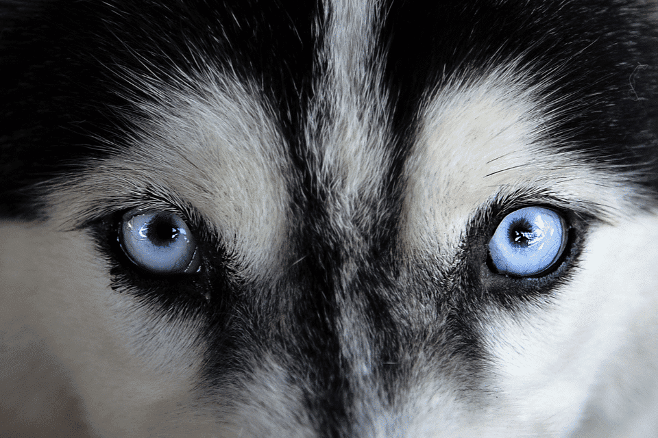 Demystifying Siberian Huskies Behavior: The Ultimate Comprehensive Guide 1 siberian husky behavior