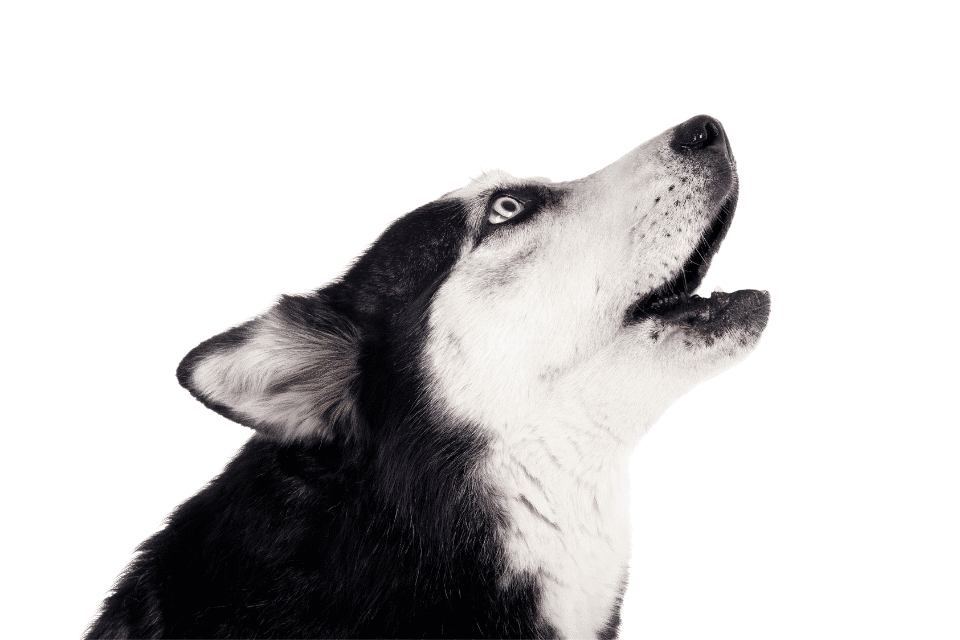 Demystifying Siberian Huskies Behavior: The Ultimate Comprehensive Guide 2 siberian husky behavior